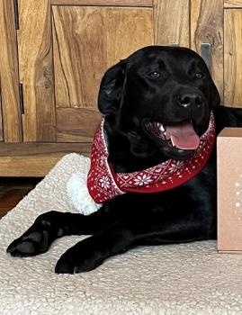 Preview: Weihnachtsschal